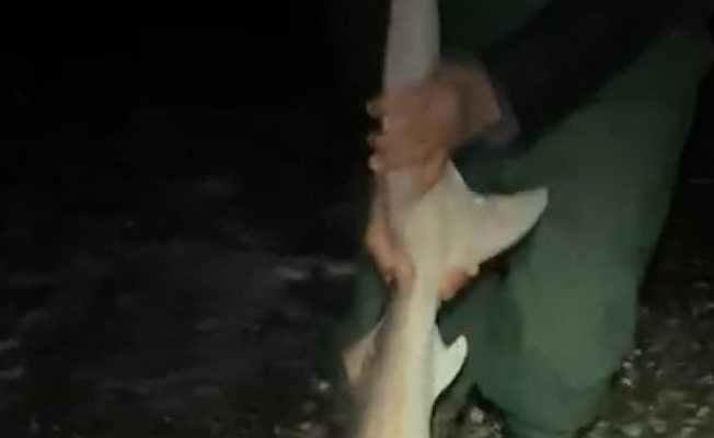 Oltalarına ikinci kez takılan köpekbalığını "Gelme bir daha" diye bağırarak denize bıraktılar