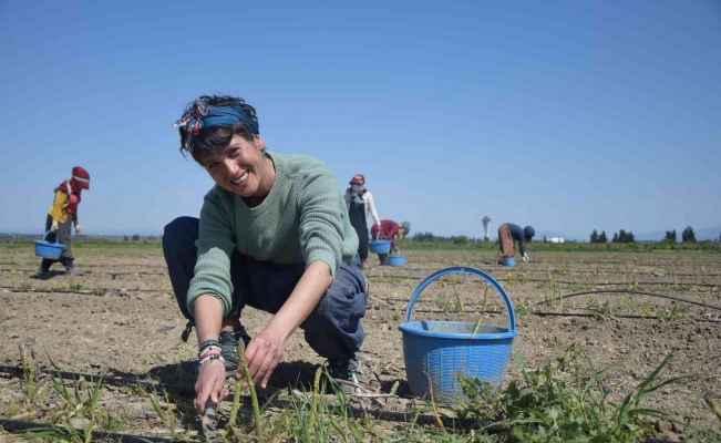 Antalya’da ilk kuşkonmaz hasatını gerçekleştiren kadın çiftçi, Avrupa ülkelerine satışlara başladı