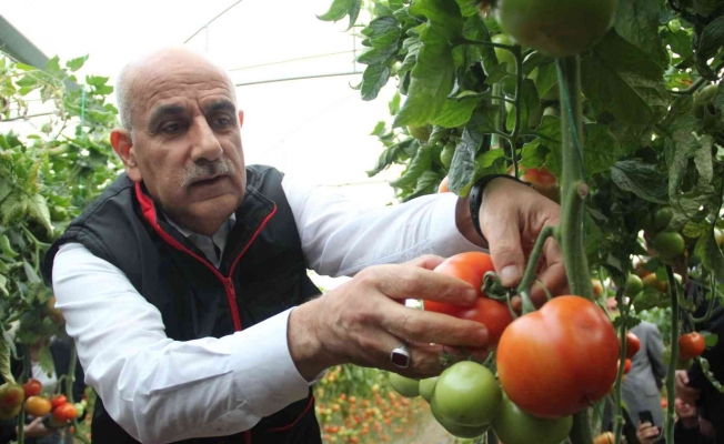 Bakan Kirişci, Antalya’da sarı çizme giyip serada domates topladı