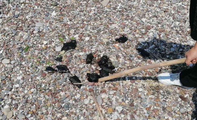 Manavgat’ta ölü deniz tavşanları sahile vurdu
