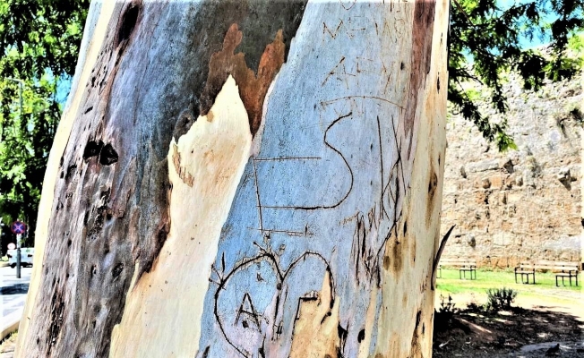 Tarihi Hadrianus Kapısı’nın yanında bulunan asırlık okaliptus ağacına ’aşk’ tahribatı
