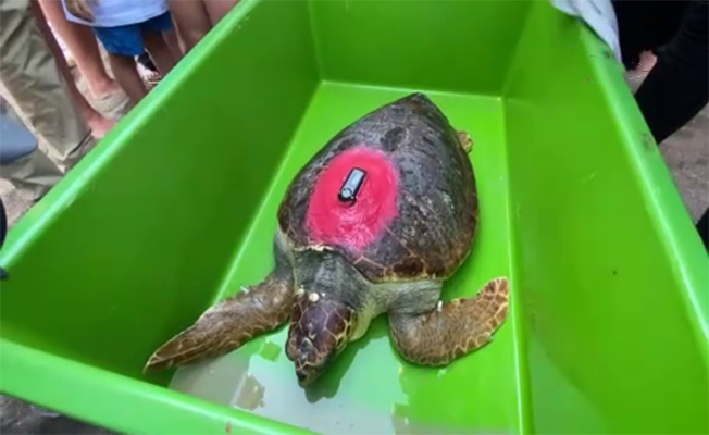 Tedavisi tamamlanan 30 yaşındaki kaplumbağa, uydu cihazı takılıp denize bırakıldı