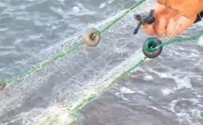 Antalya’da balıkçı ağına takılan caretta yavruları kurtarıldı