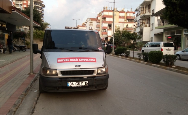 Alanya'da Hayvan Nakil Ambulansı Hizmeti