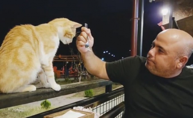 Restoranda masasına gelen kediyi çatalla besledi