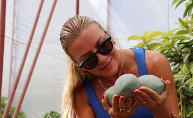 Antalya’da yılın ilk mango hasadı Ivana Sert’ten