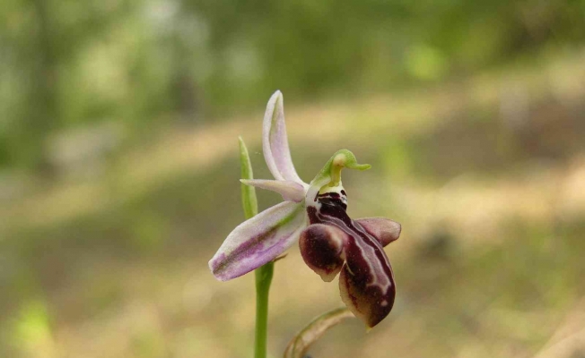Dünyada sadece Manavgat’ta olan Antalya orkidesi 10 yıl sonra yeniden bulundu