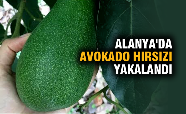 Alanya’da avokado hırsızı yakalandı