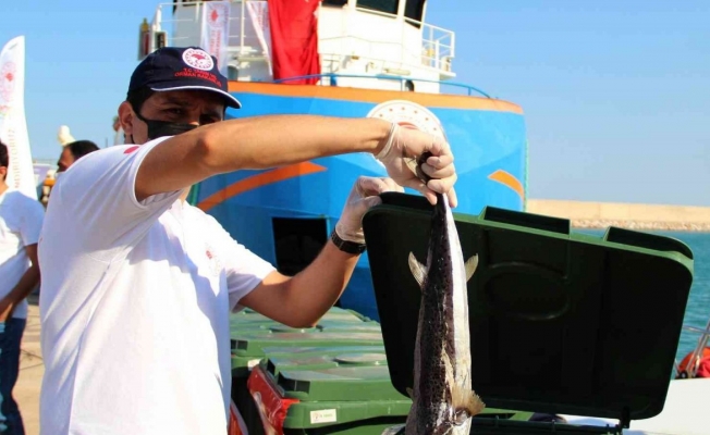 Balıkçılara istilacı balon balığı bereketi