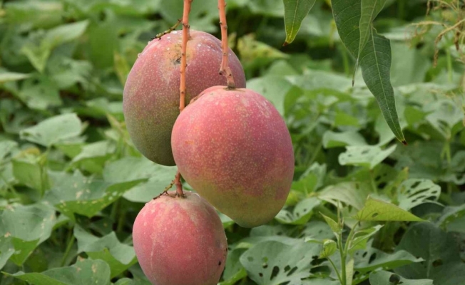Alanya'da mango üreticinin yeni gözdesi
