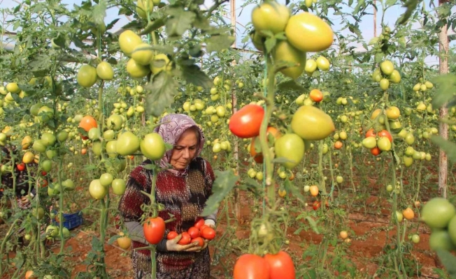Üreticiden büyükşehirlerdeki domates fiyatına tepki