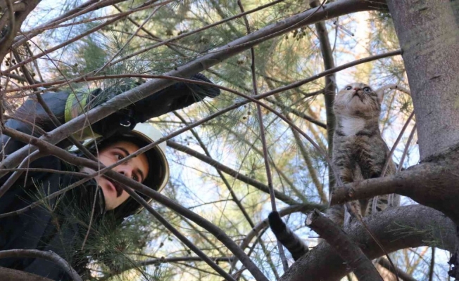 10 metrelik çam ağacında mahsur kalan kedi, ekiplere zor anlar yaşattı