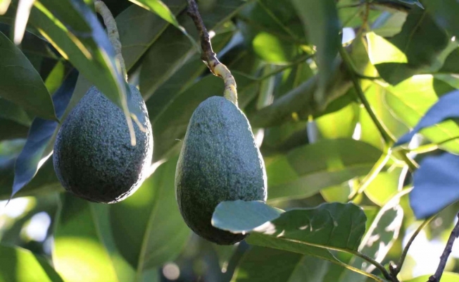 Alanya'da avokadoda 30 milyon ihracat hedefleniyor