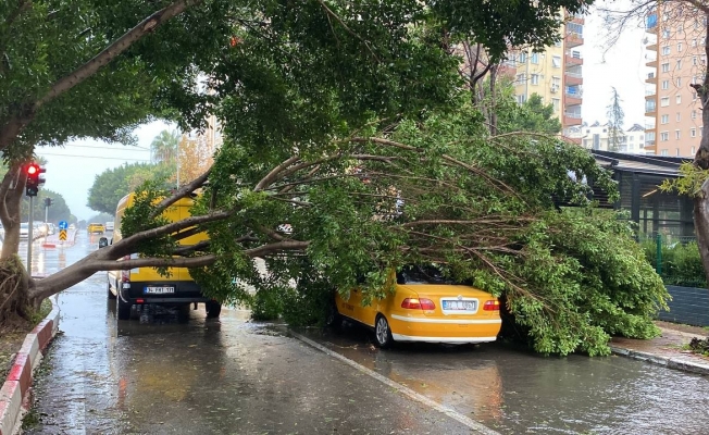 Antalya’da fırtınaya dayanamayan Benjamin ağacı araçların üzerine devrildi