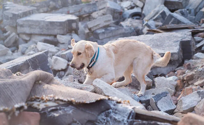 Depremzede hayvan dostlara Alanya'da ücretsiz yardım