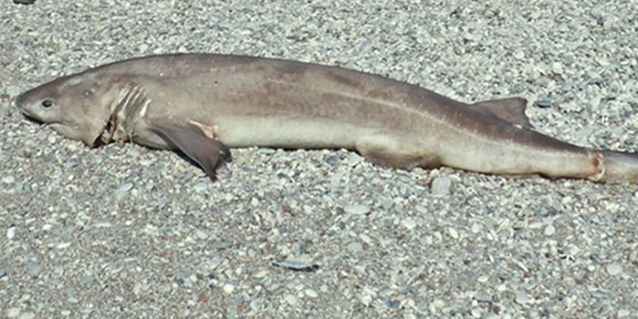 Köpek balığı panikletti! Alanya sahilinde ölü halde bulundu