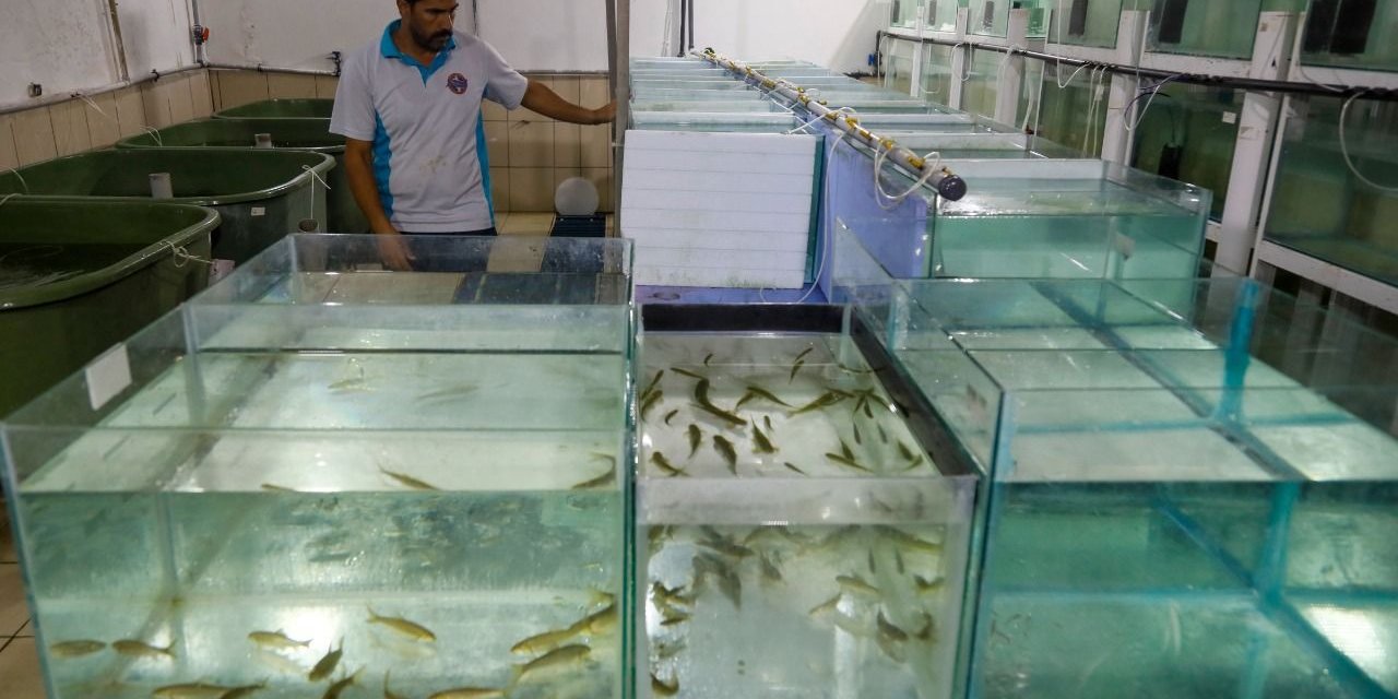 Nesli tehlike altındaki balıklar, Antalya'da üretildi! Koruma ve gelecek nesillere aktarma çalışmaları başladı