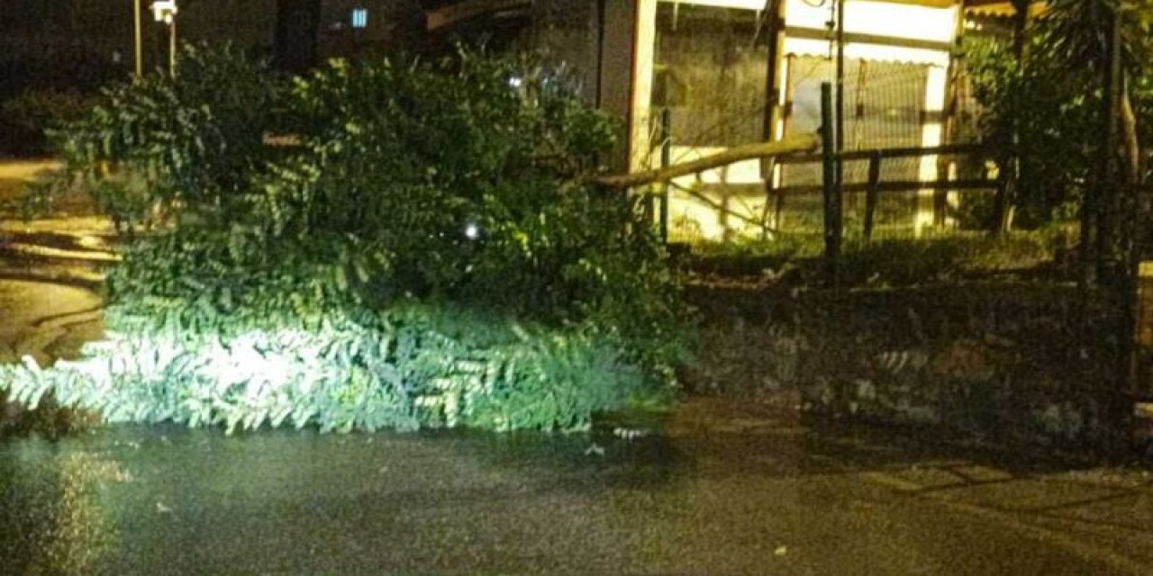 Alanya'da Şiddetli Fırtına Mahalledeki 7 Yıllık Ağacı Yıktı