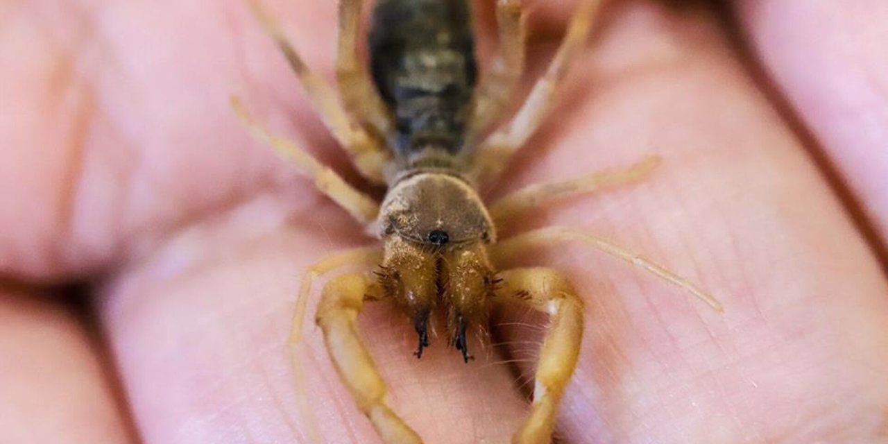 Antalya Bölgesinde Keşfedilen 8 Yeni Örümcek Türü Bilim Dünyasını Heyecanlandırdı