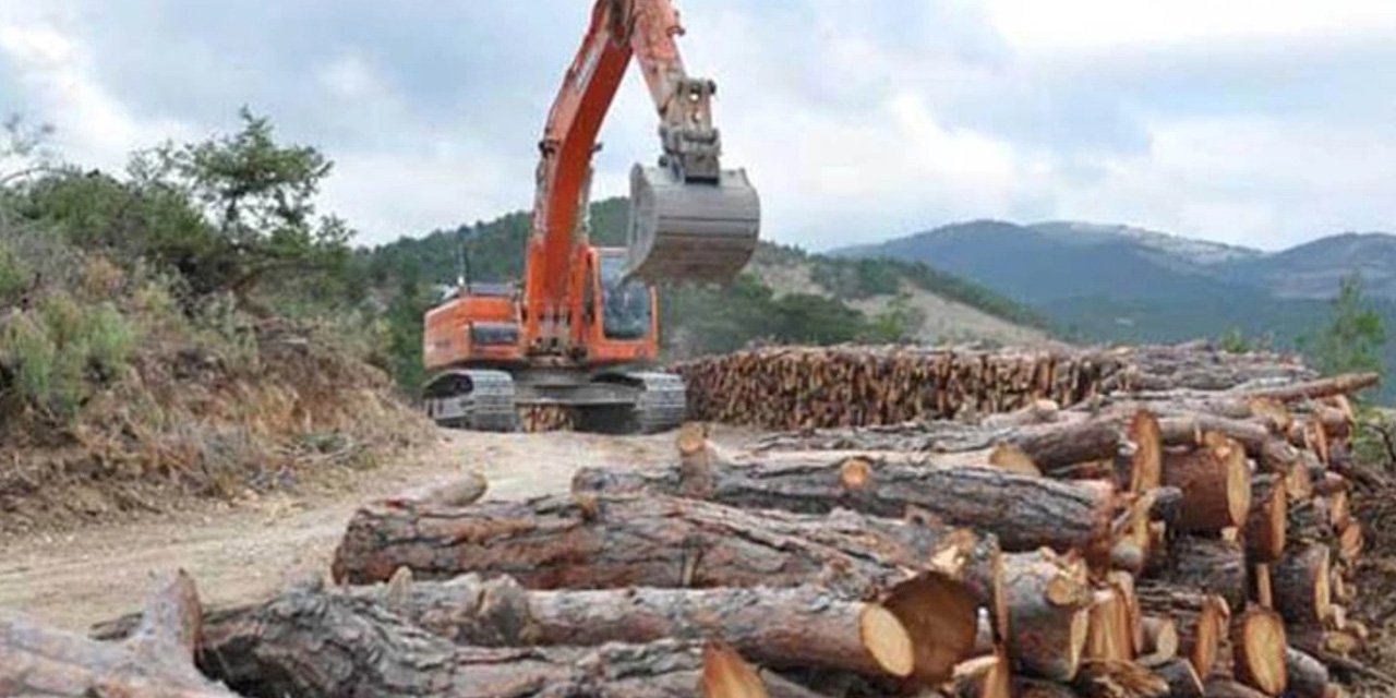 Çevrecileri tedirgin eden karar! Alanya'da 50 bin ağaç ne olacak?
