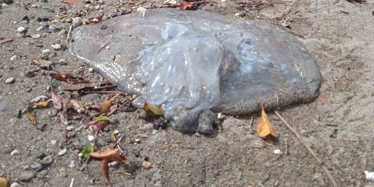 Alanya'da ölü denizanaları sahile vurdu