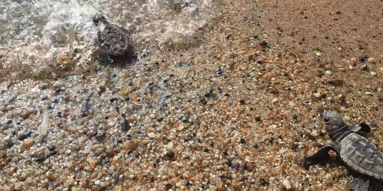 Alanya'da deniz kaplumbağaları yumurtlama dönemi başladı