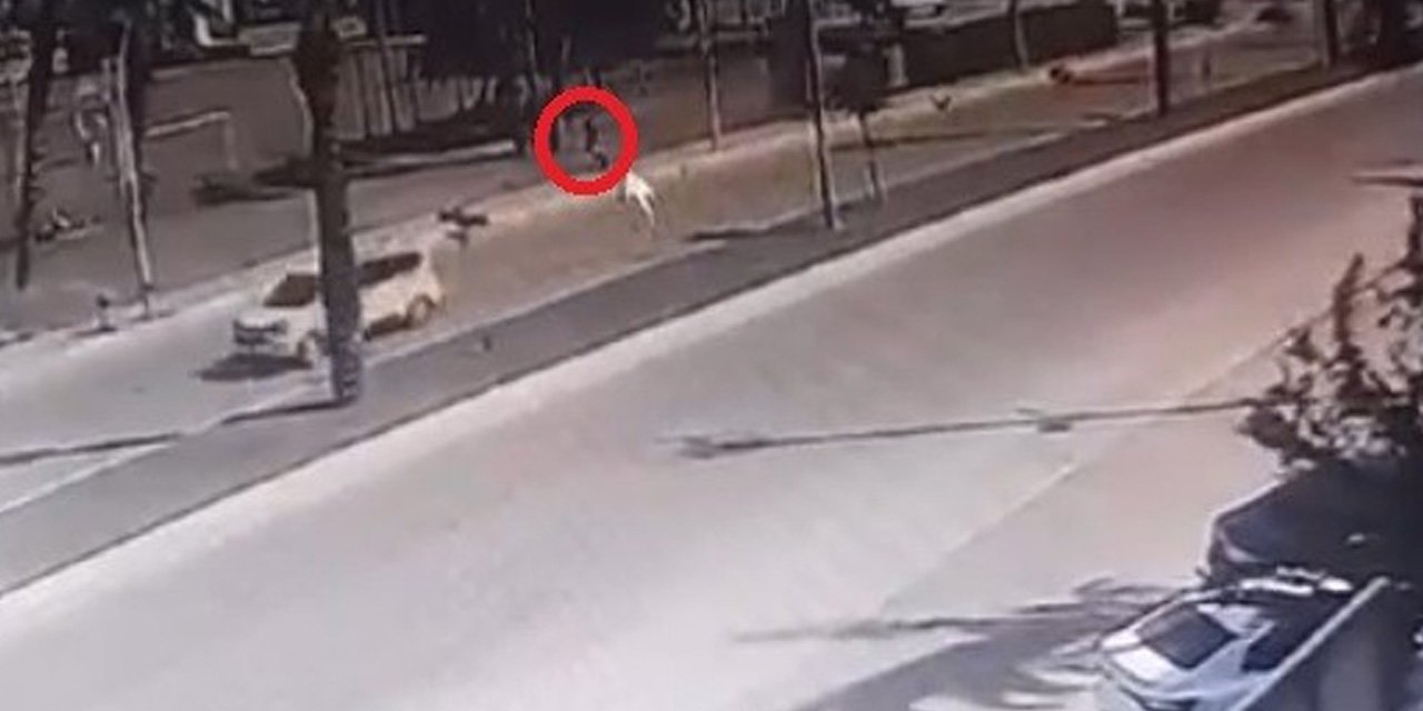 Antalya'da köpeklerin saldırısından kaçan genç, otomobilin çarpmasıyla yaralandı