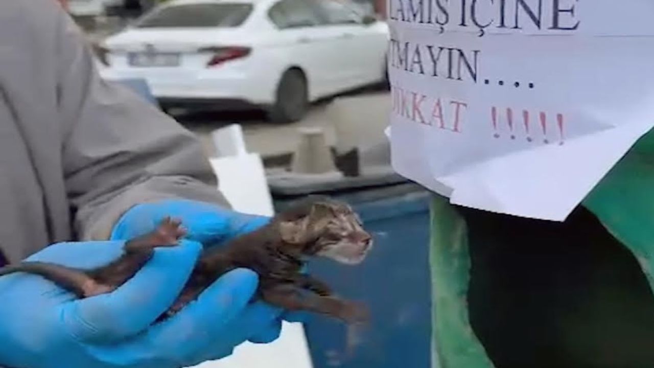 Buca Belediyesi Ekiplerinden Yavru Kedilerin Kurtarılması Operasyonu