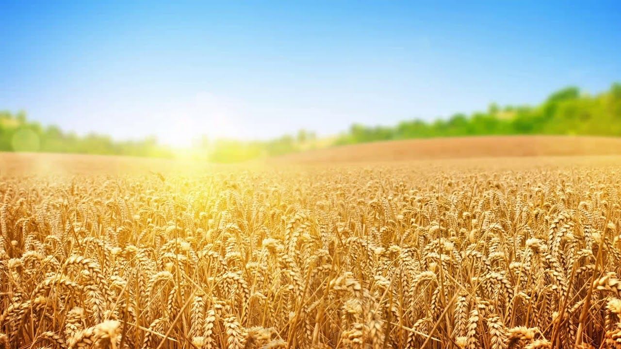 TMO'nun Buğday ve Arpa Fiyatlarına Müdahalesi Üreticileri Şaşırttı