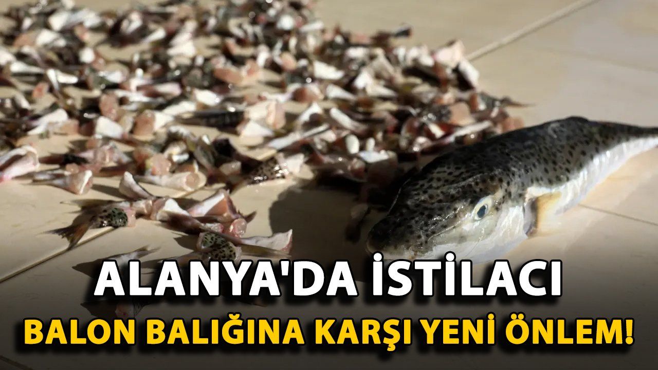 Alanya'da Balon Balığı Tehdidiyle Mücadele İçin Yeni Önlemler Hayata Geçirildi