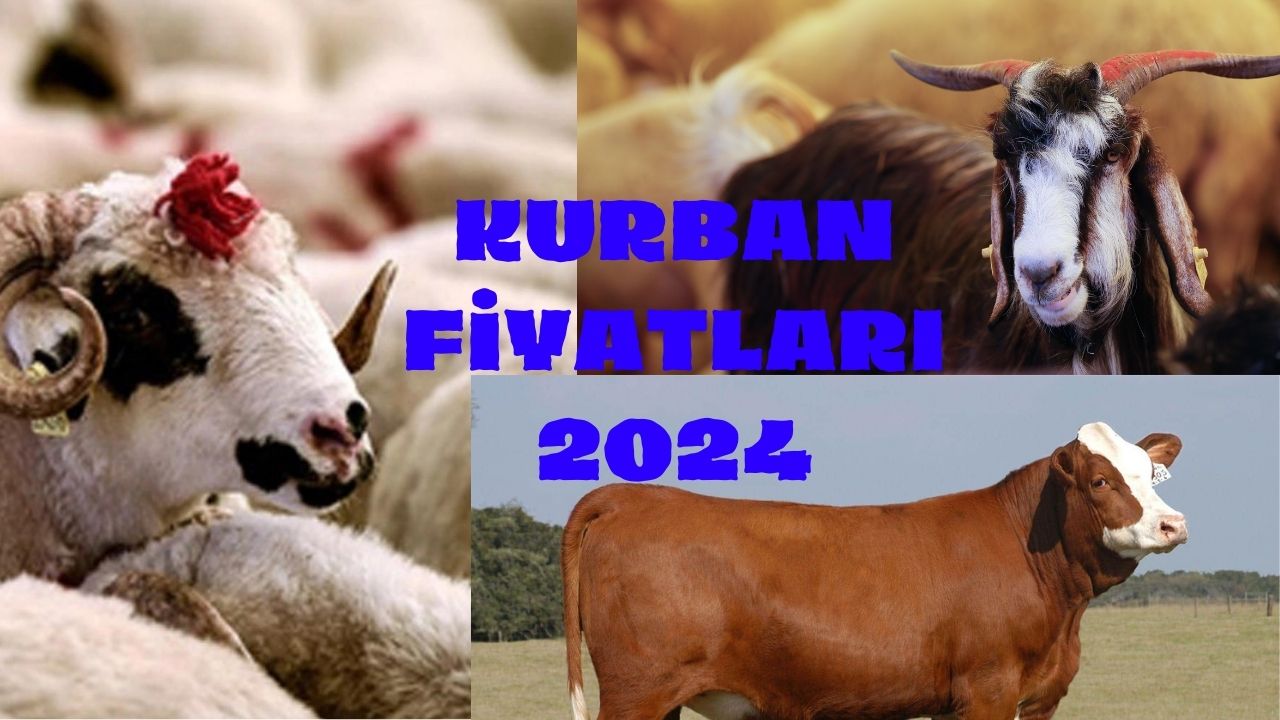 Küçükbaş ne kadar, Büyükbaşın fiyatı ne oldu? 2024 Türkiye Kurban Fiyatları