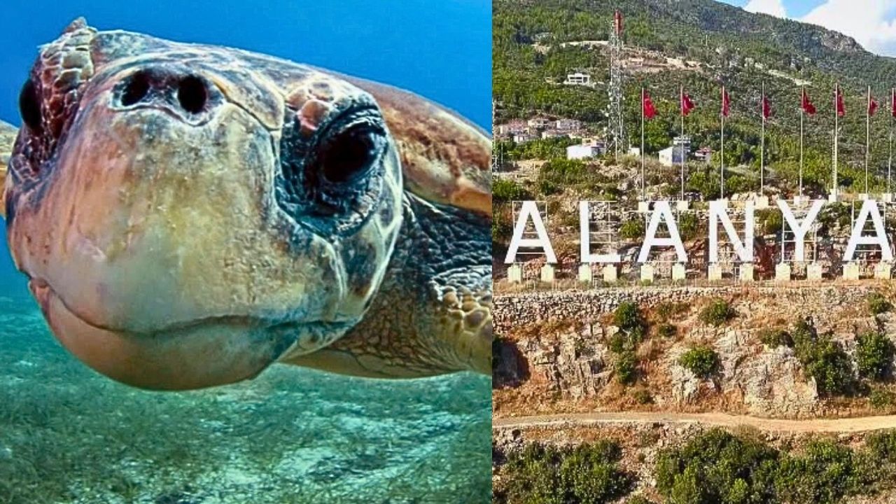 Alanya Gündemi: Karetta karettalar bölgelerinde kontrol edildi