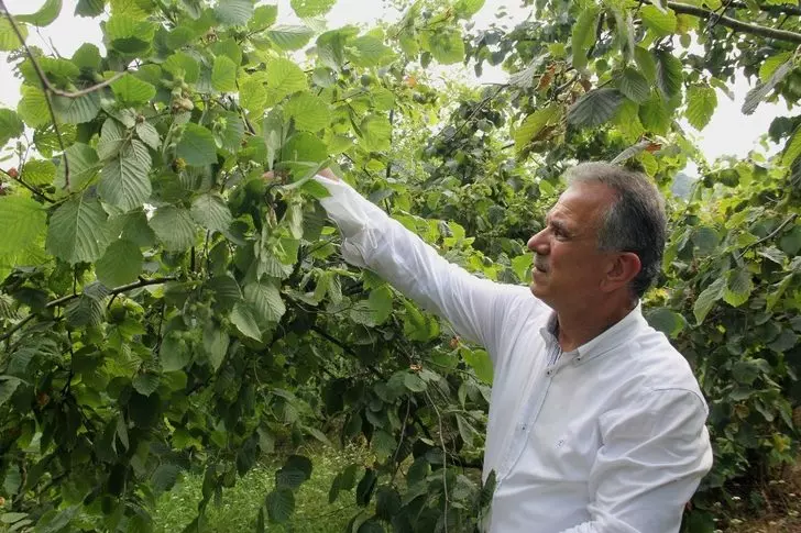 Önce Samsun da sonra Giresun da 2 gün önce başladı