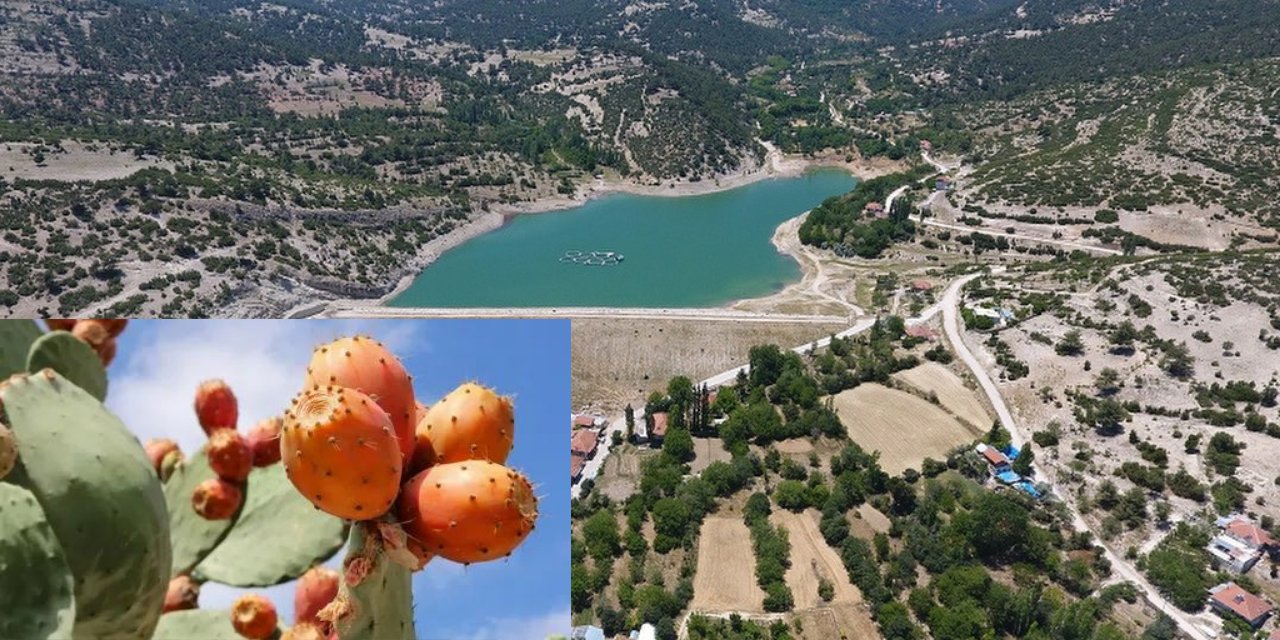 Alanya’da yol kenarında yetişiyor! Limondan fazla C vitamini deposu!