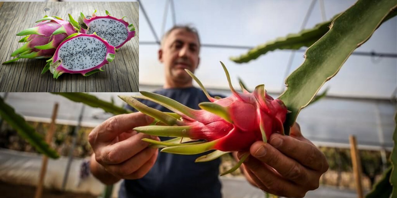 Mucize Meyve Pitaya: Anavatanı Meksika Alanya’da evlerde yetişiyor!