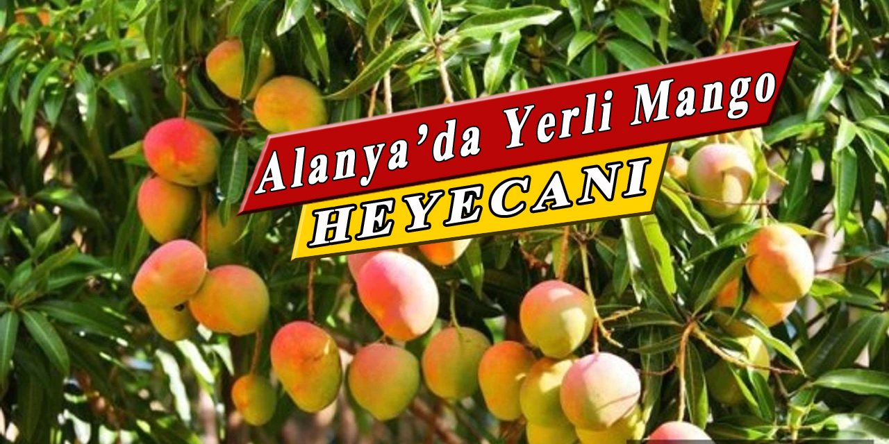 Alanya Mangosu Dünyaya Açılıyor