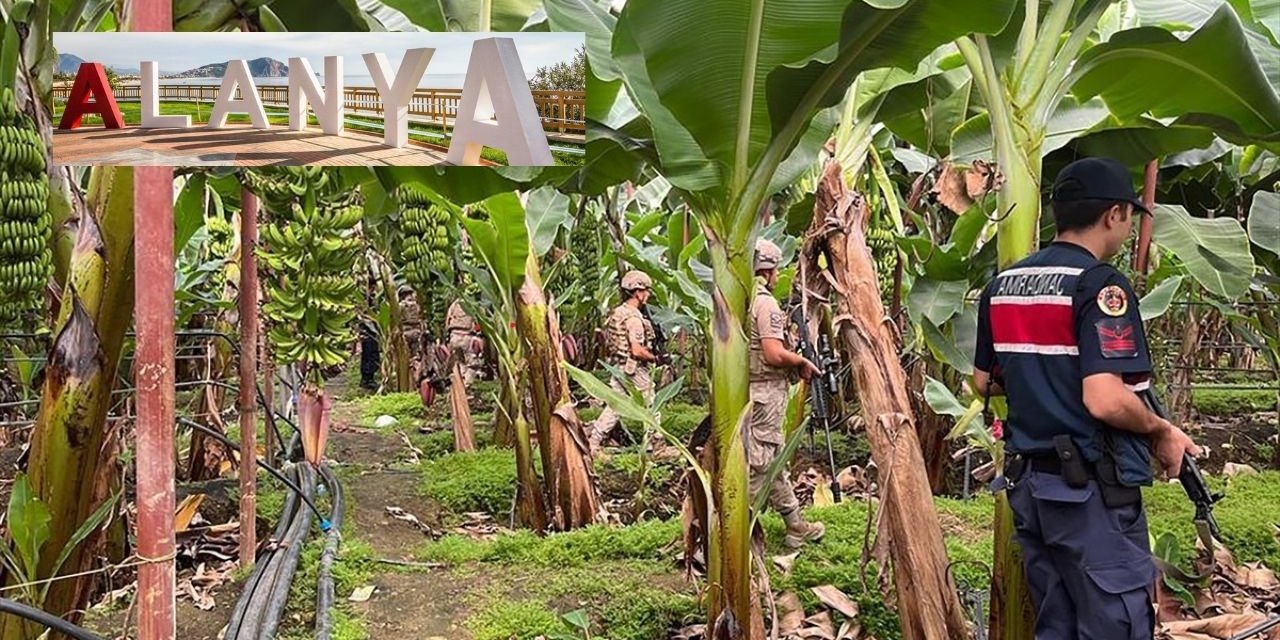 Alanya'yı tropikal meyve hırsızlığı sarınca Komandolar sahaya indi!