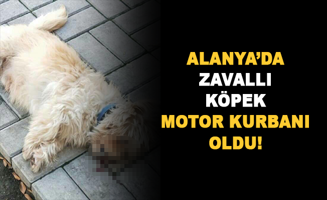 Alanya'da zavallı köpek motor kurbanı oldu