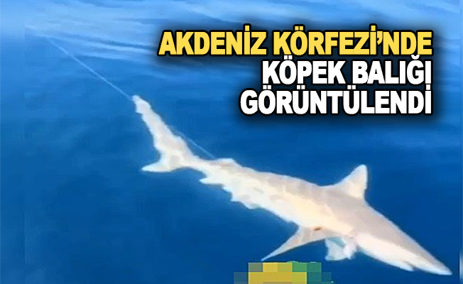 Akdeniz Körfezi'nde köpek balığı ve fok heyecanı