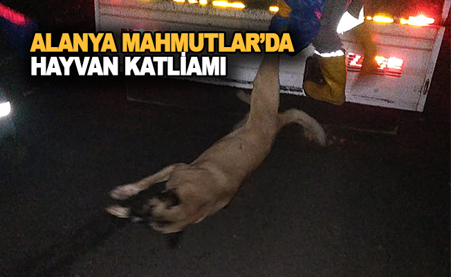 Alanya Mahmutlar'da hayvan katliamı