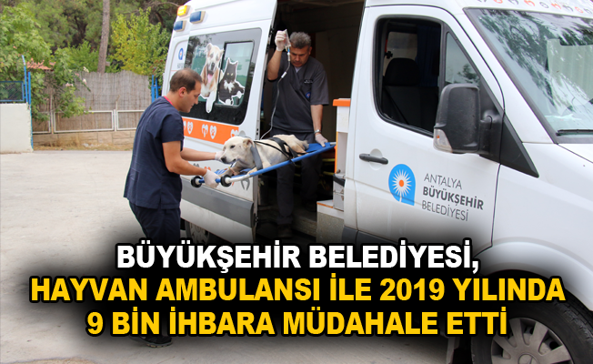 Büyükşehir Belediyesi, hayvan ambulansı ile 2019 yılında 9 bin ihbara müdahale etti