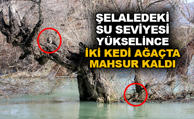 Şelaledeki su seviyesi yükselince iki kedi ağaçta mahsur kaldı
