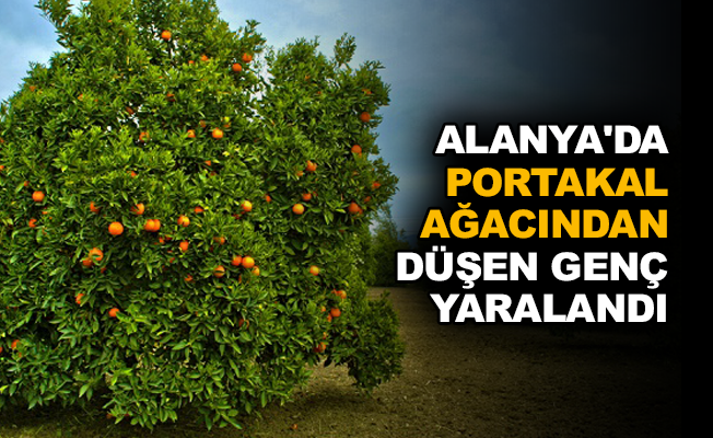 Alanya’da portakal ağacından düşen genç yaralandı