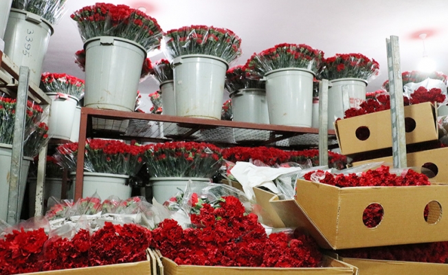 Kesme çiçek üreticilerine Sevgililer Günü dopingi