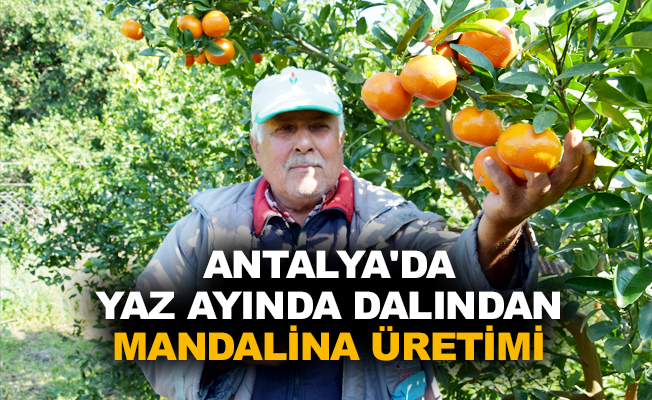 Antalya'da yaz ayında dalından mandalina üretimi