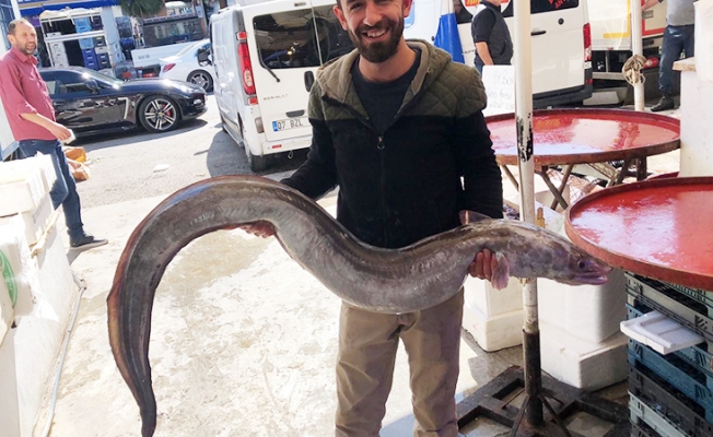 Antalya Körfezi’nden 3 metrelik yılan balığı çıktı