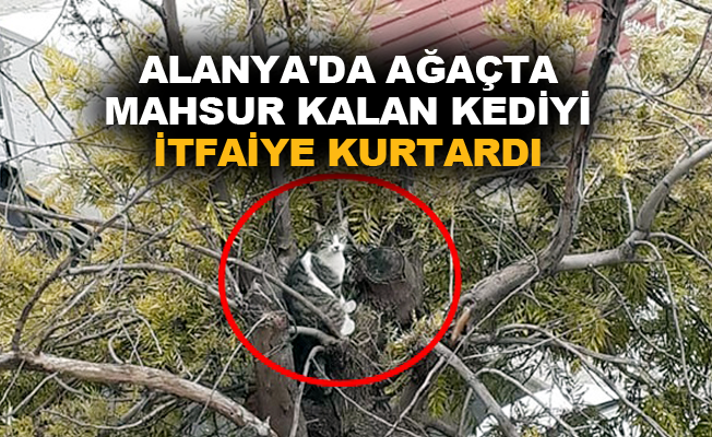 Alanya’da ağaçta mahsur kalan kediyi, itfaiye kurtardı