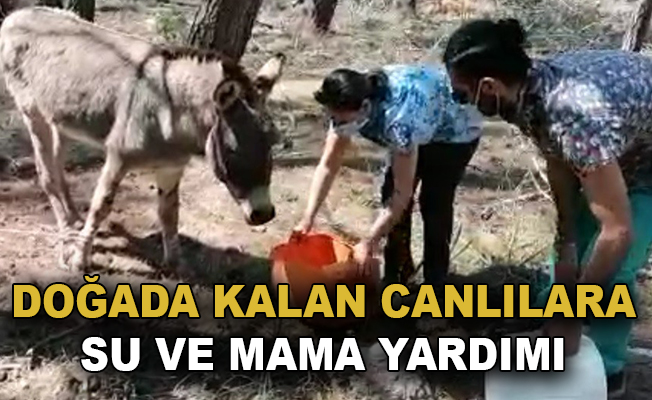 Eşek ve sokak hayvanlarına su ve mama yardımı