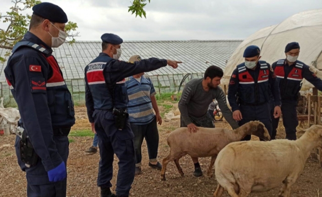 Jandarma kayıp koyunları buldu