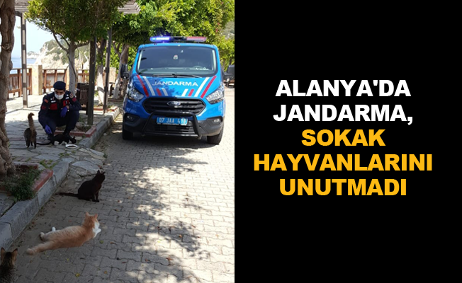 Alanya'da Jandarma, sokak hayvanlarını unutmadı